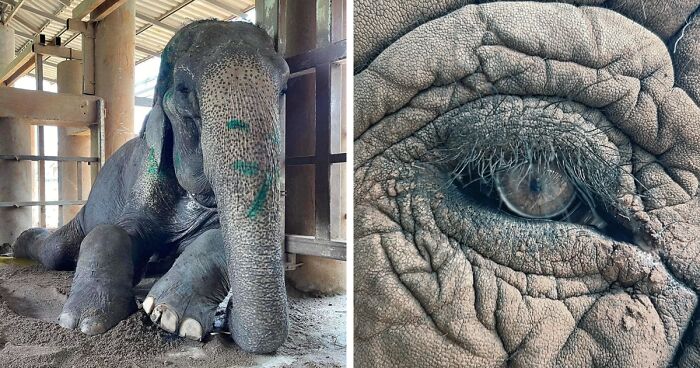 Rescued From Chains And Daily Harm, This Elephant Can Finally Rest For The 1st Time In 80 Years