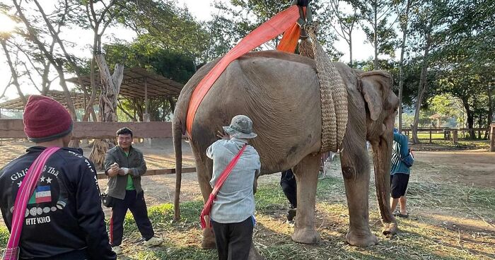 Rescued Elephant Can Finally Rest And Enjoy Freedom After 80 Years Of Constant Working For Tourism