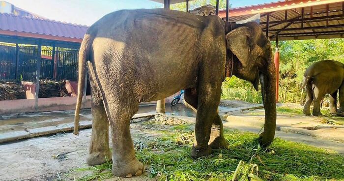 Exhausted Elephant Was Finally Rescued From The Place Where She Was Forced To Work 80 Years