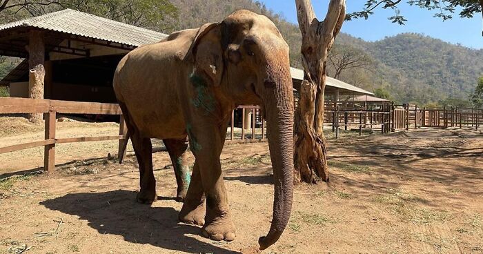 Exhausted Elephant Was Finally Rescued From The Place Where She Was Forced To Work 80 Years