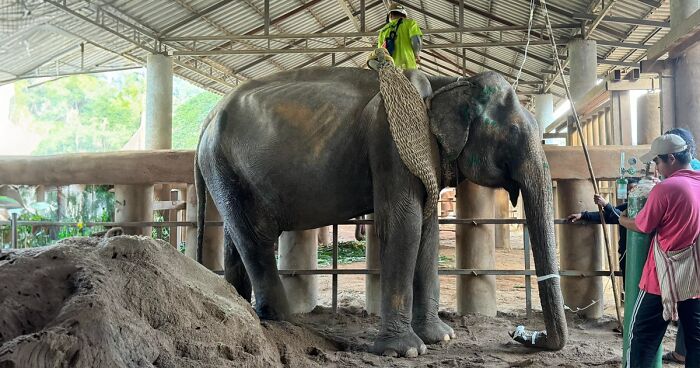 Stolen From The Wild As Just A Baby, This Elephant Can Finally Rest For The 1st Time In 80 Years