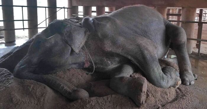 Exhausted Elephant Was Finally Rescued From The Place Where She Was Forced To Work 80 Years