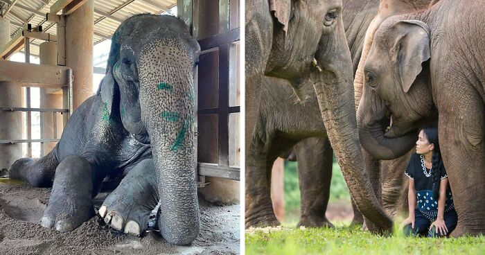 After Being Forced To Work 80 Years, Rescued Grandma Elephant Is Finally Able To Rest