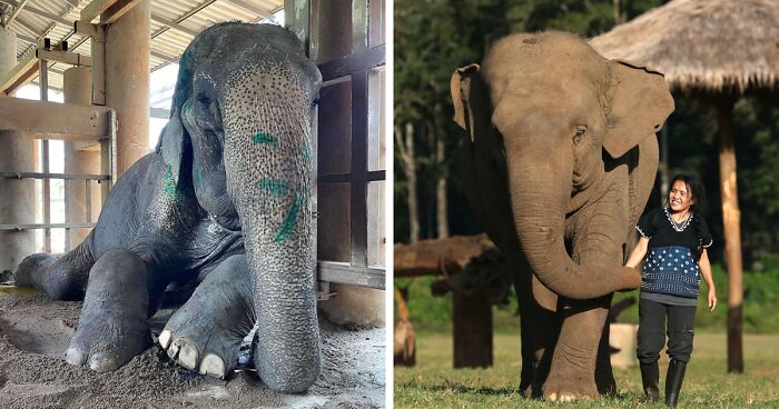 Exhausted Elephant Was Finally Rescued From The Place Where She Was Forced To Work 80 Years