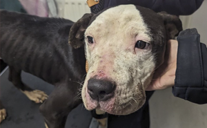 Dog Who Was Rescued From A Freezing Cold Backyard Will Spend Her First Christmas In Fur-Ever Home