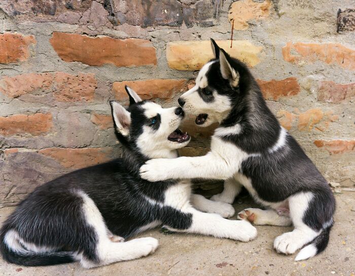 Two playful husky puppies interacting with each other in front of a brick wall, representing a gift for retirees.