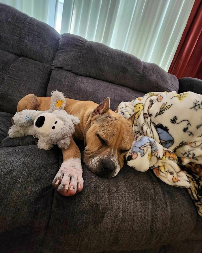 A happy dog named Goulash sleeps on a cozy couch with a stuffed toy and a blanket.