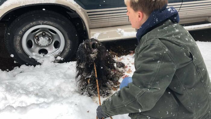 Person rescuing matted dog from snow near a car.