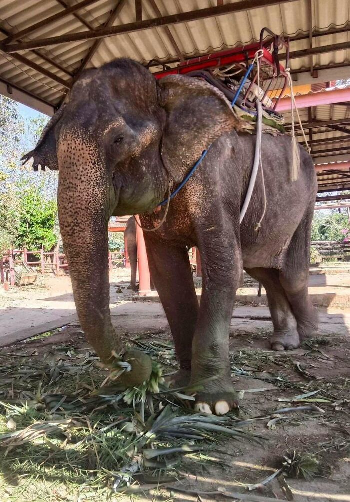 Rescued elephant enjoying freedom, standing under shelter, surrounded by green foliage.