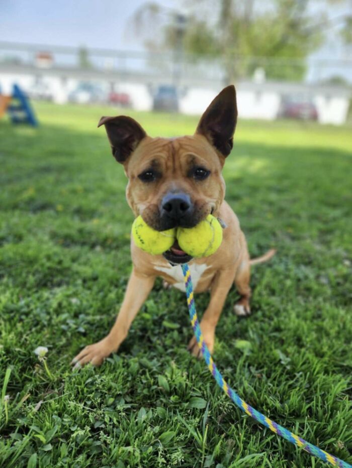 Happy dog with a new friend enjoys playing in the grass, holding tennis balls in its mouth.