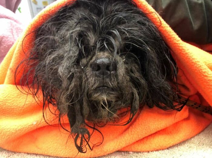 Matted dog wrapped in an orange blanket before grooming, shedding 6 pounds of fur.