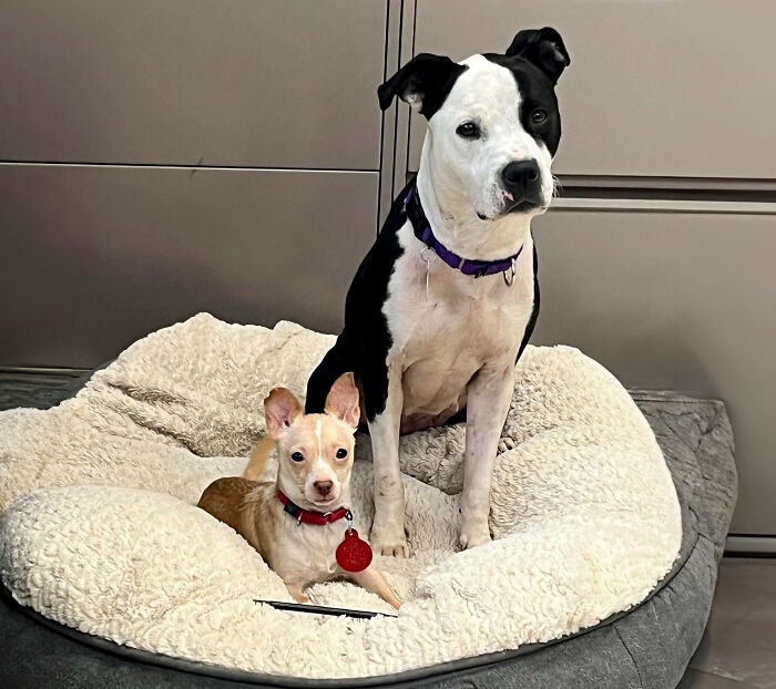 Two different dogs sitting together in a cozy bed at a shelter, showcasing a beautiful bond.