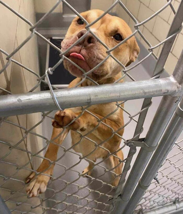 Desperate shelter dog behind a kennel door, looking hopeful and yearning for love.