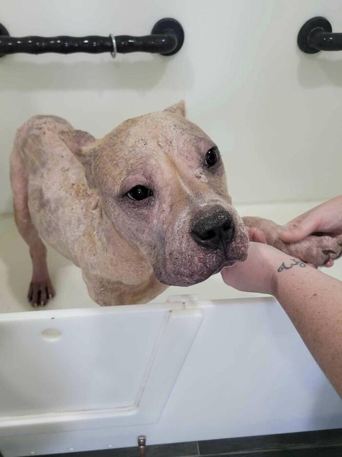 Hairless stray dog Goulash receiving care, showcasing his journey to becoming a happy companion.