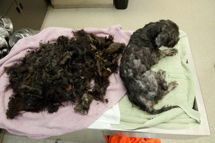 Matted dog after losing 6 pounds of fur, lying on a table next to a pile of removed matted hair.