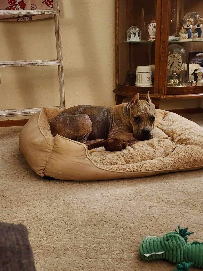 Goulash, a once hairless stray dog, now resting happily on a soft bed in a cozy living room.