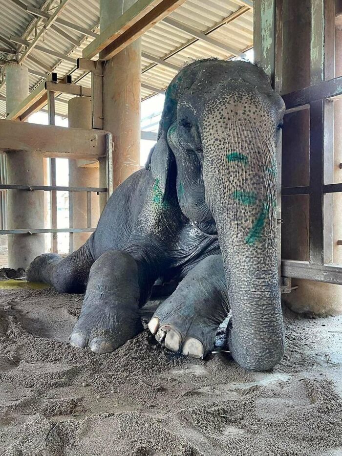 Rescued elephant resting peacefully indoors, finally enjoying comfort after years of hardship.