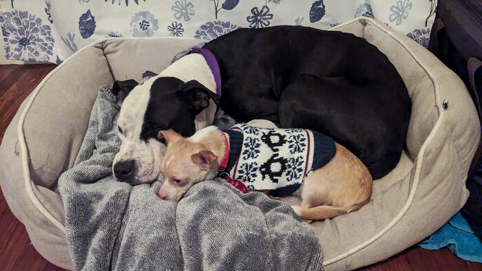 Two shelter dogs, one large and one small, bonding in a cozy bed.