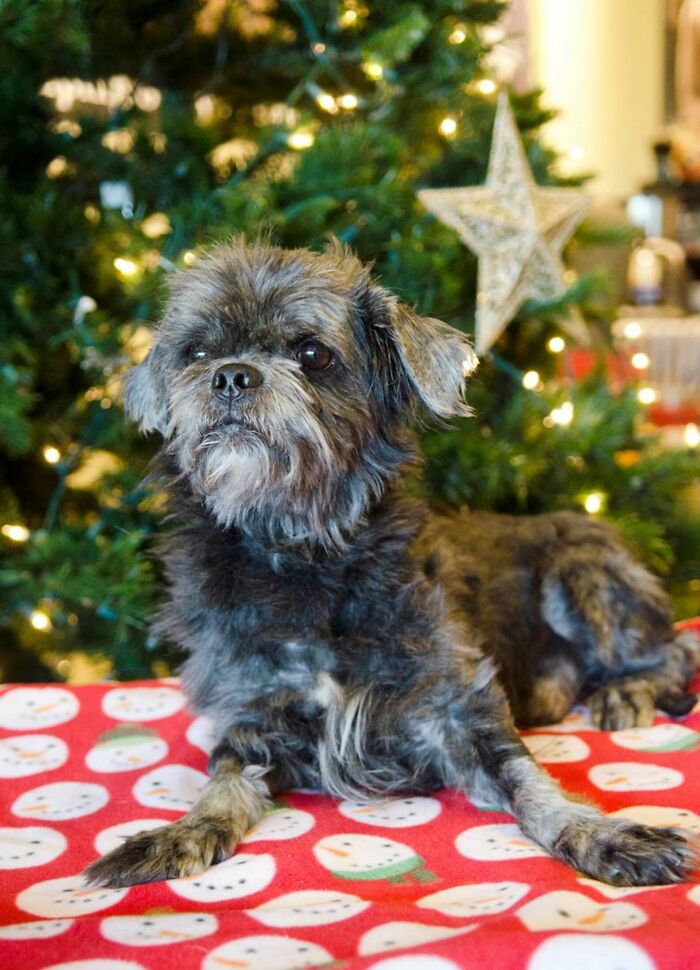 Small dog with a trimmed coat sitting on a festive blanket in front of a Christmas tree.