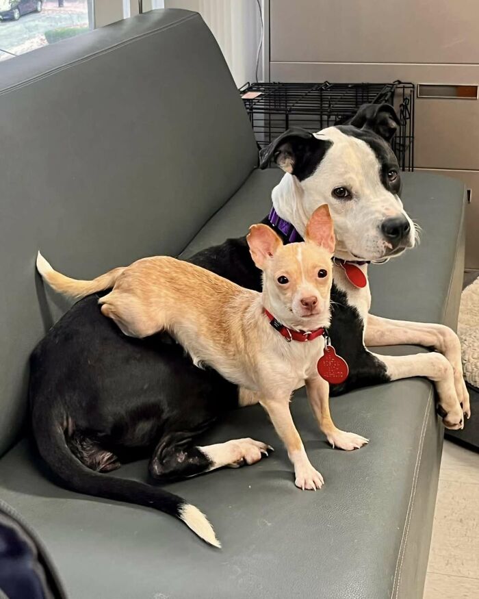 Two different dogs bonding on a shelter couch, showcasing a beautiful friendship.