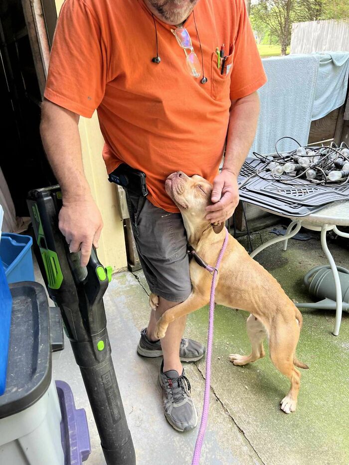 A once desperate shelter dog is safe, receiving affection from a man in an orange shirt, showcasing love and care.