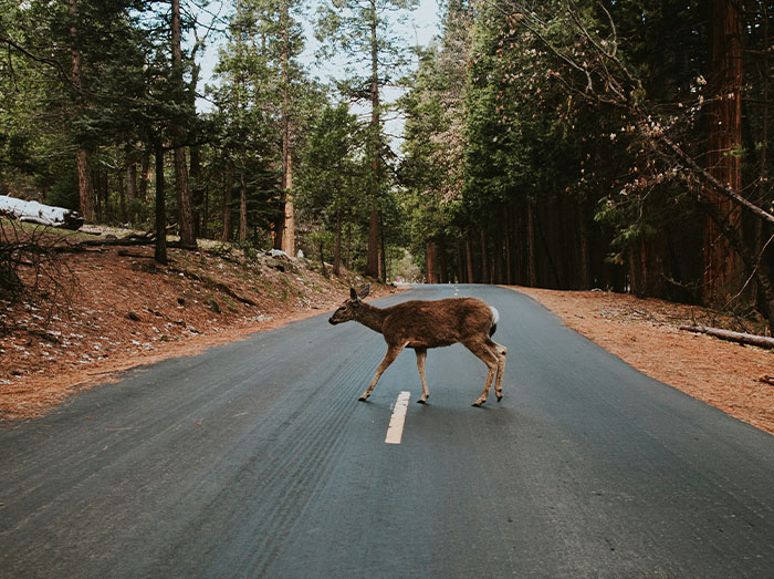 55 People Share The Weirdest Things They’ve Seen Driving At Night