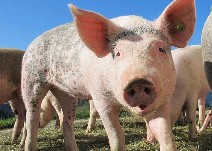 A curious pig in a sunny field, capturing homeowners' playful defiance toward their HOA policies.