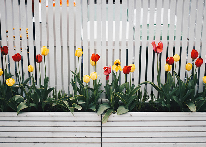 Tulips in a planter against a white fence, showcasing a homeowner's creative way to respond to HOA rules.