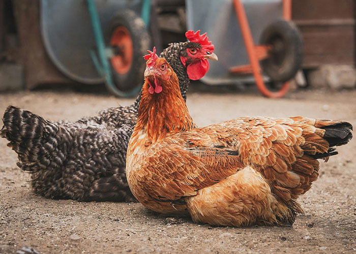 Chickens in a backyard showcasing homeowners defying their HOA.