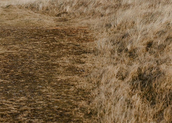 Dirt path next to dry grass, illustrating a homeowner's response to HOA regulations.