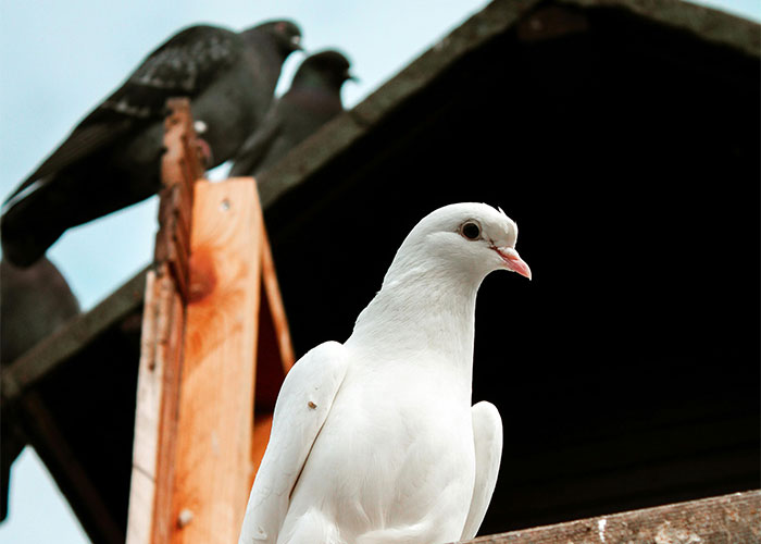 White dove on a wooden structure with pigeons in the background, symbolizing homeowners' silent protest against HOA rules.