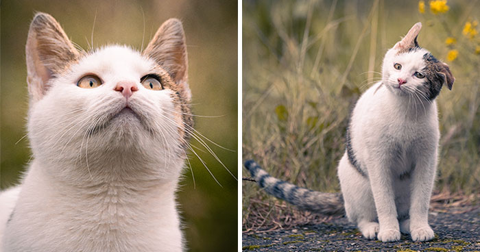 I Photographed 40 Street Cats To Celebrate Their Quirky And Endearing Personalities