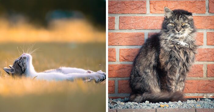 I Photographed 40 Street Cats To Celebrate Their Quirky And Endearing Personalities