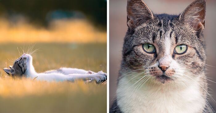 I Captured 40 Cat Portraits That Showcase The Hidden Lives Of Felines In My Neighborhood