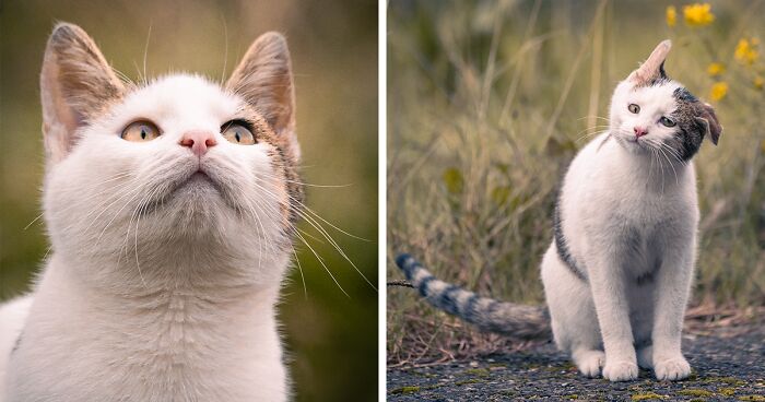 I Capture The Lives Of Street Cats From My Neighborhood (40 Pics)