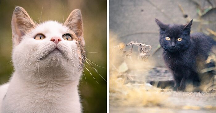 I Captured 40 Portraits Of Street Cats Showcasing Their Everyday Lives