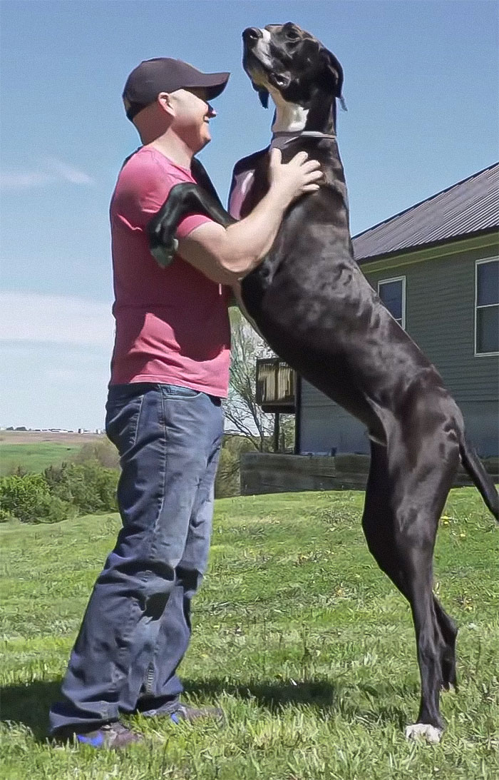 “This Is Ridiculous”: Passenger Dragged For Unleashing “Emotional Support” Great Dane On Plane