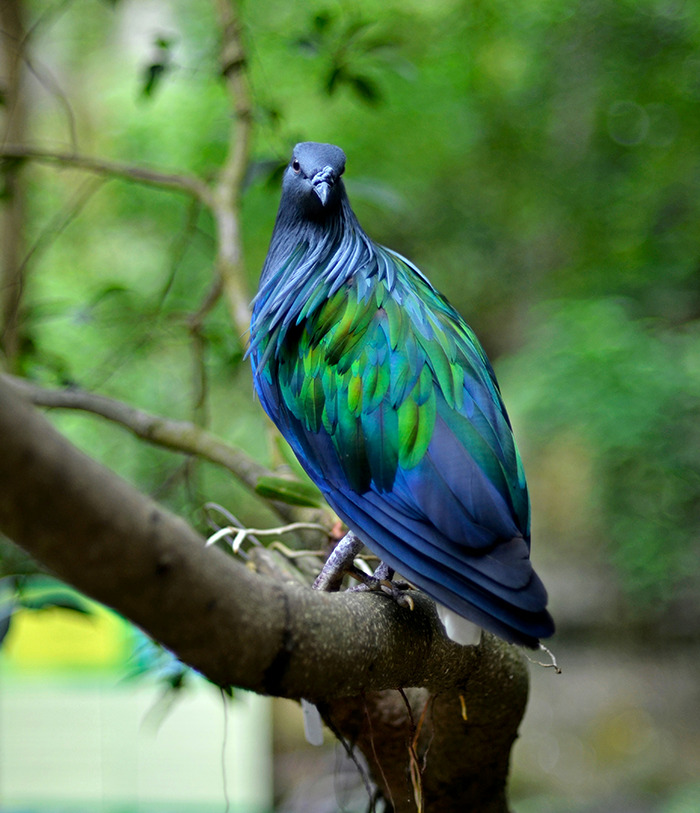 Vivid green and blue Nicobar pigeon perched on a branch.