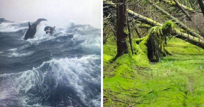 46 Times People Came Across The Most Horrific Things Mother Nature Ever Produced (New Pics)