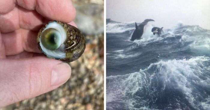 “Nightmare Fuel”: 46 Horrifying Nature Pics That Should Come With A Warning (New Pics)