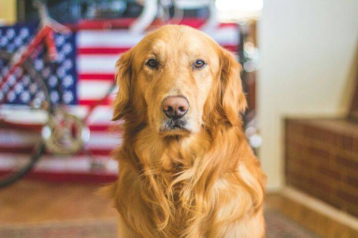 Golden retriever sitting indoors with an American flag in the background.