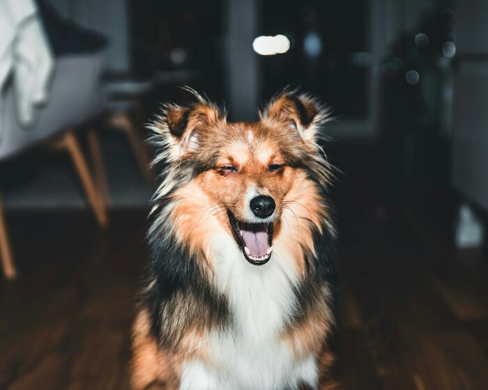 Happy dog sitting on a wooden floor, mouth open in a playful expression.