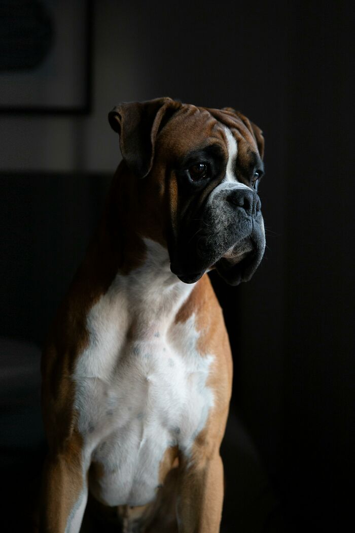 Boxer dog sitting in dim lighting, highlighting its thoughtful expression.