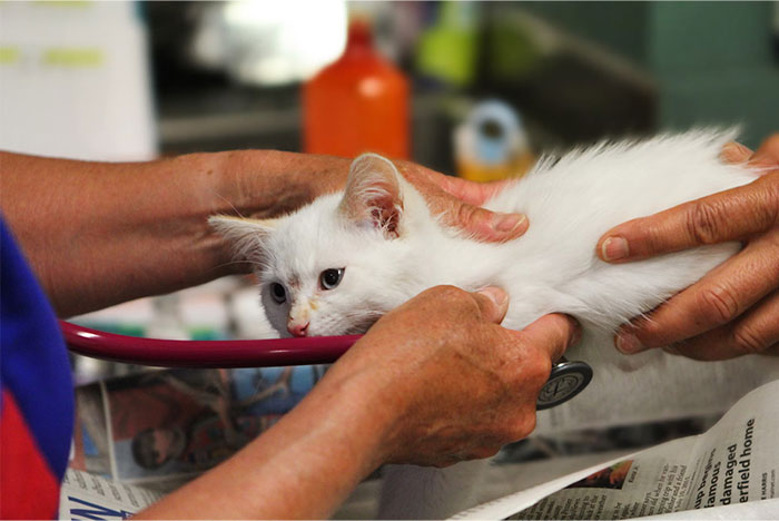 A person holds a white kitten being examined with a stethoscope, showcasing a beloved item bought as an adult.