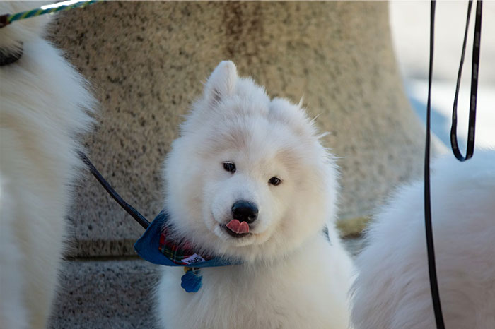 Fluffy white dog with a blue bandana, symbolizing childhood desires fulfilled in adulthood.