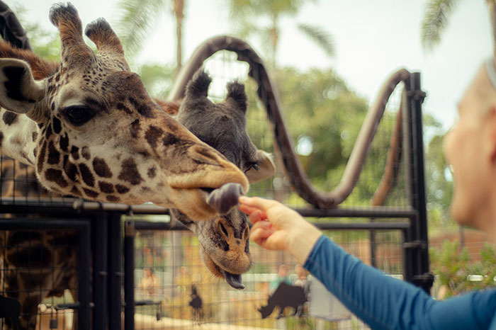 Adult feeding giraffe at zoo, fulfilling childhood dreams.