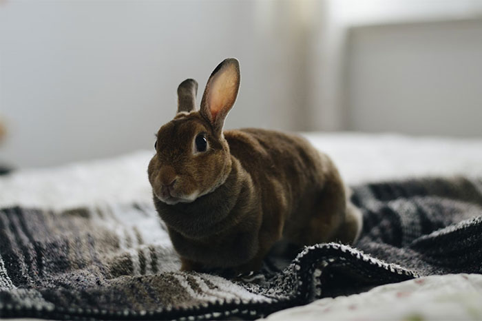 A rabbit sitting on a cozy blanket, an example of things adults buy when fulfilling childhood wishes.