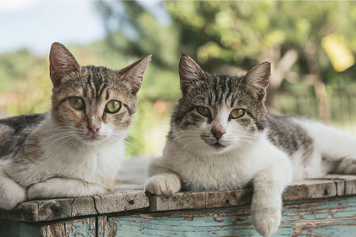 Two cats lounging on a rustic wooden surface, symbolizing things people bought as adults denied in childhood.