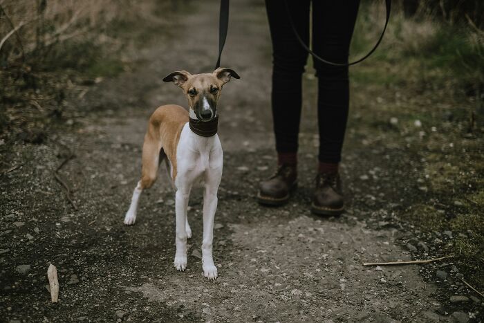 A dog on a leash walks beside a person on a gravel path, highlighting things people judge secretly.