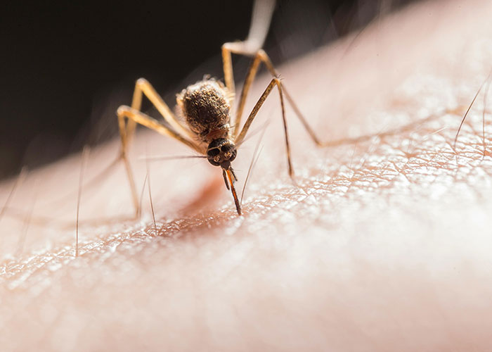 Close-up of a mosquito on skin, illustrating a typically unwanted yet terrible thing people encounter.